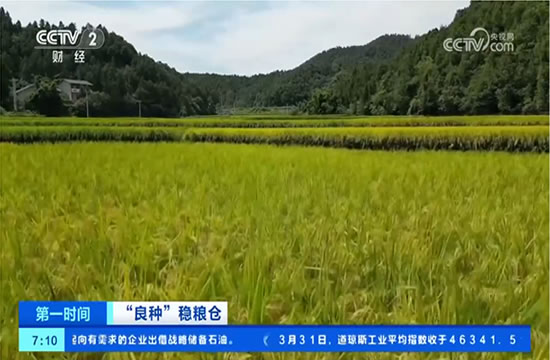 “良种”稳粮仓 从“吃得饱”到“吃得好” 良种助力食品加工提质增效